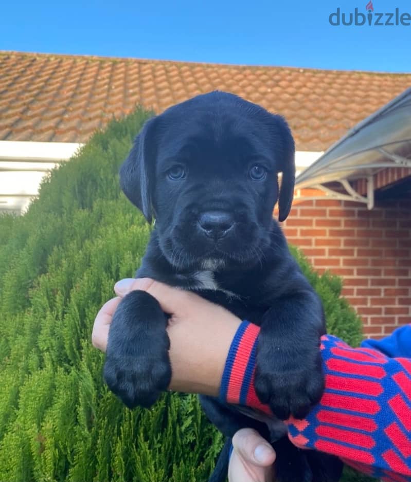 Whatsapp me +96555207281 Cane Corso  puppies for sale 1