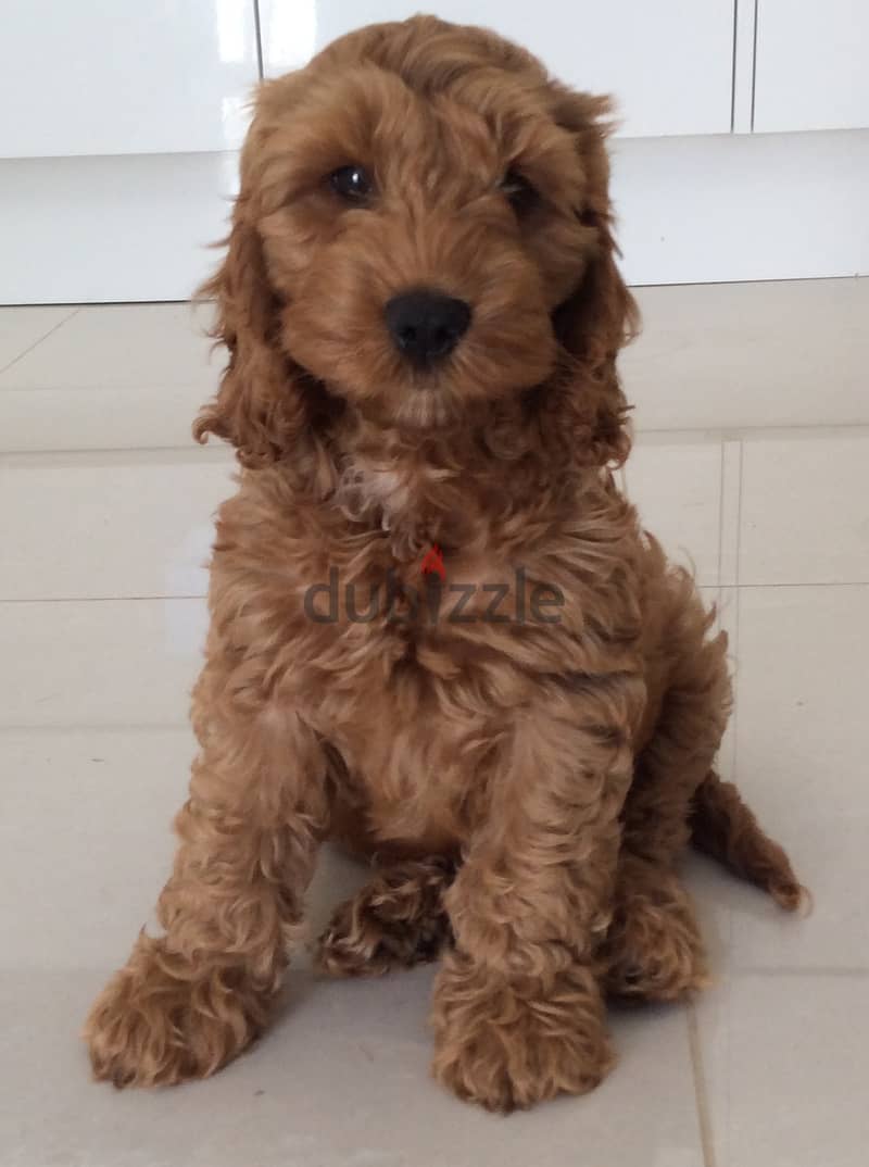 Whatsapp me +96555207281 Cockapoo  puppies for sale 0