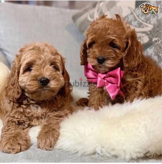 Whatsapp me +96555207281 Cockapoo  puppies for sale 1