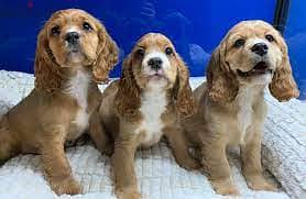 Whatsapp me +96555207281 Cockalier puppies for sale