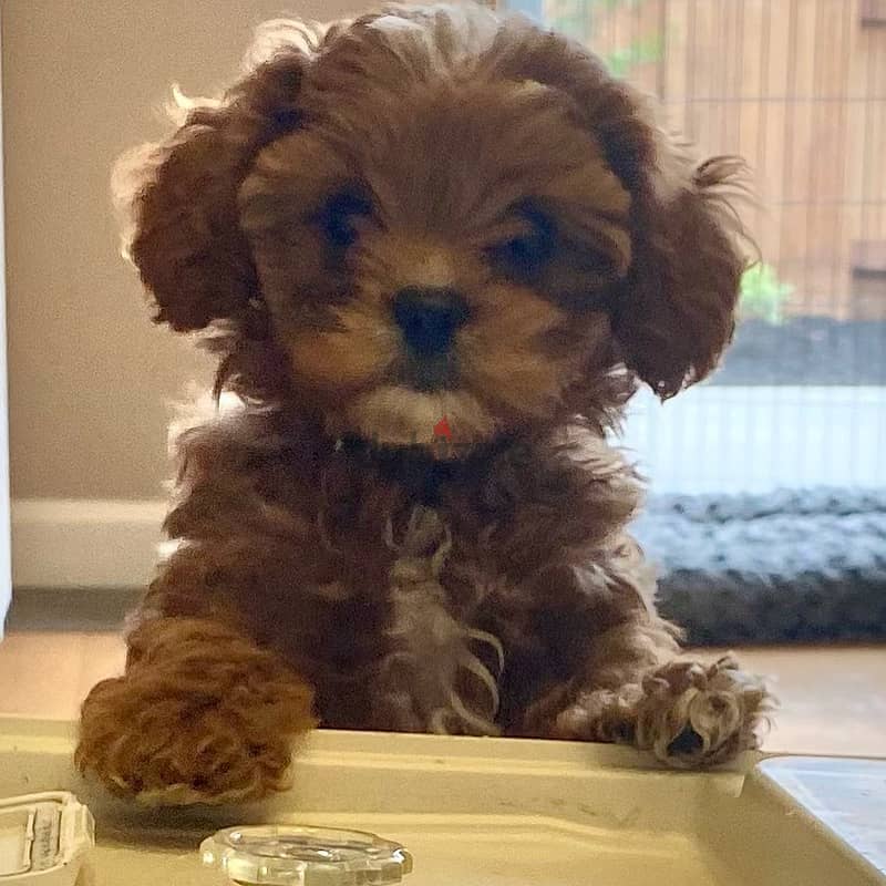 Whatsapp me +96555207281 Cavapoo puppies for sale 1