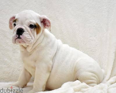 Whatsapp me +96555207281 English bulldog puppies for sale