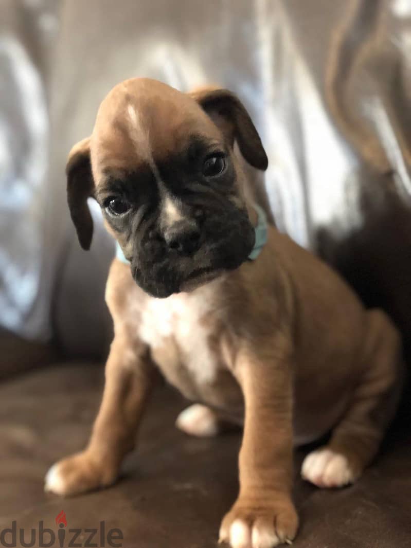 Whatsapp me +96555207281 Boxer puppies for sale 1