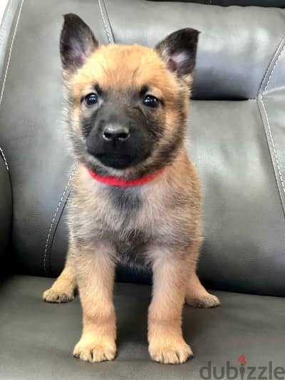 Whatsapp me +96555207281 Belgian Malinois puppies for sale