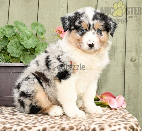 Whatsapp me +96555207281 Australian Shepherd puppies for sale 1