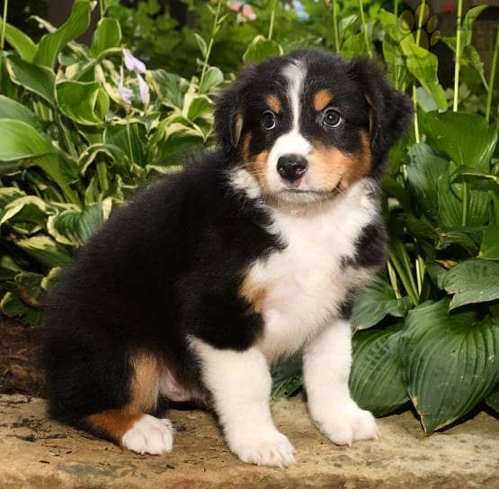 Whatsapp me +96555207281 Australian Shepherd puppies for sale 2