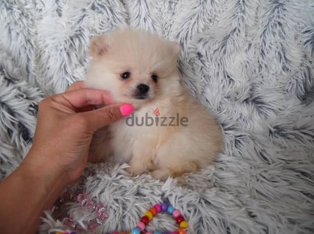 Whatsapp me +96555207281 Pomeranian puppies for sale 2