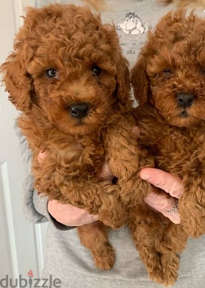 Whatsapp me +96555207281 Toy poodle  puppies for sale 1