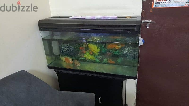 fish tank with three Oscar fishes 0