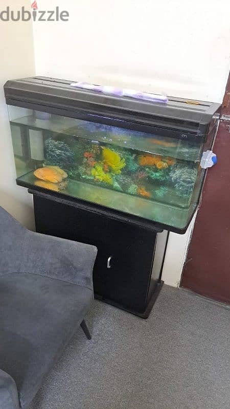 fish tank with three Oscar fishes 1