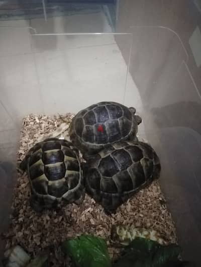 tortoise