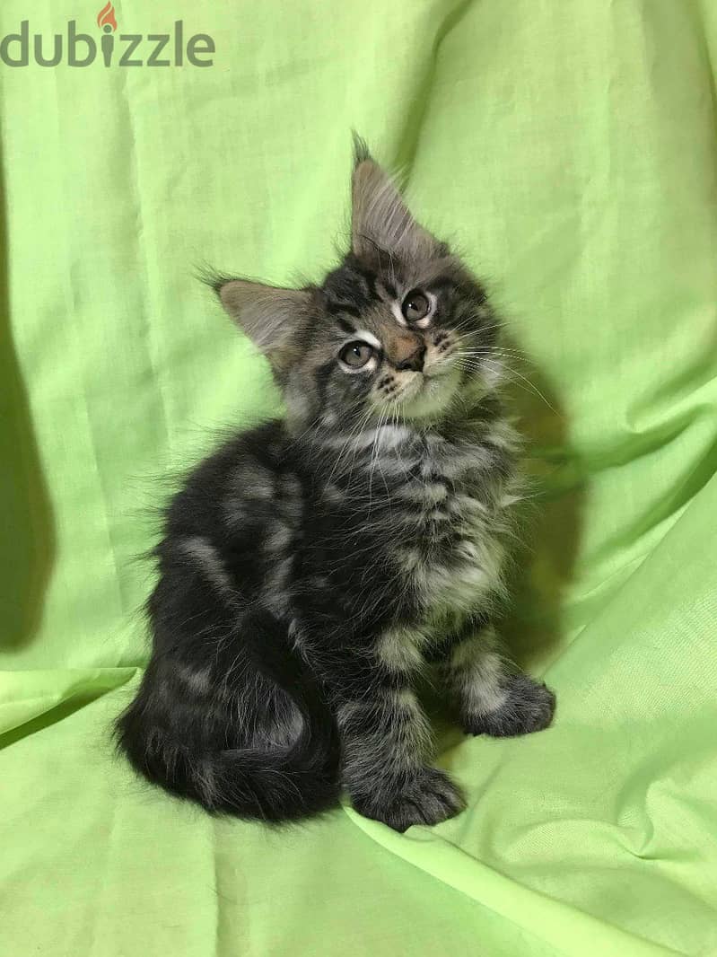 Whatsapp me +96555207281 Maine Coon kittens for sale 1