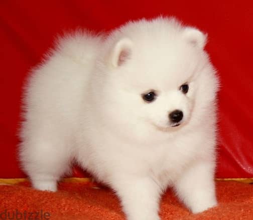 Whatsapp me +96555207281 Cream Pomeranian puppies for sale 1