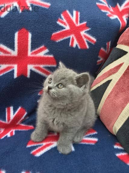 Whatsapp me +96555207281 British shorthair kittens for sale 1