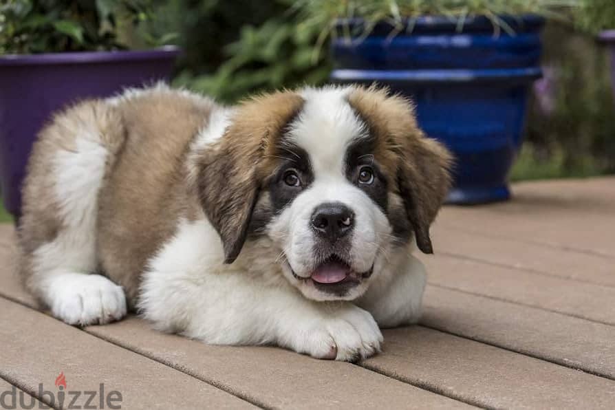 Whatsapp me +96555207281 Saint Bernard puppies for sale 0