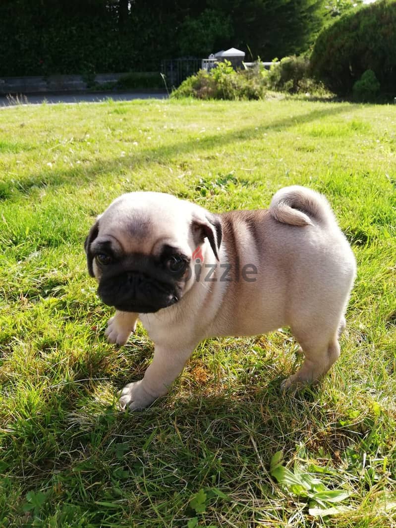 Whatsapp me +96555207281 Pug  puppies for sale 1