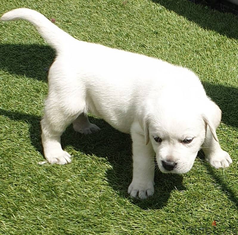 Whatsapp me +96555207281 Labrador Retriever  puppies for sale 1