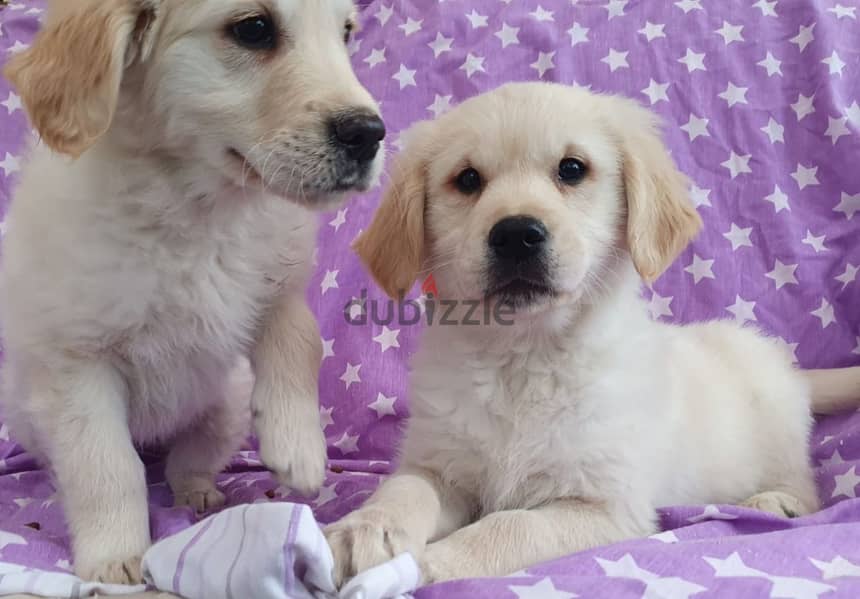 Whatsapp me +96555207281 Golden Retriever puppies for sale 0