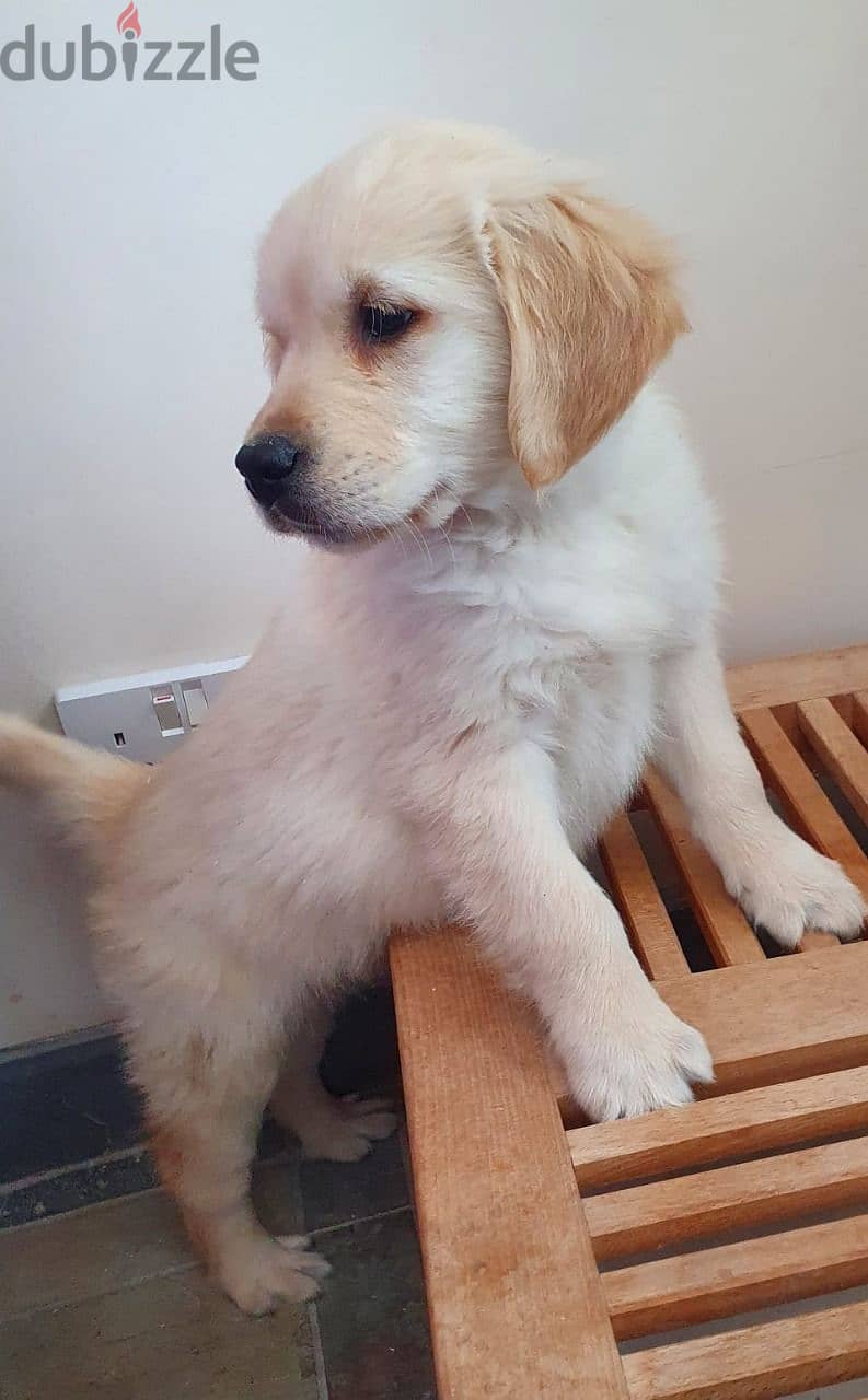 Whatsapp me +96555207281 Golden Retriever puppies for sale 1