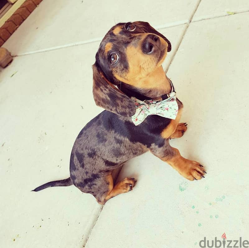 Whatsapp me +96555207281 Dachshund puppies for sale 2