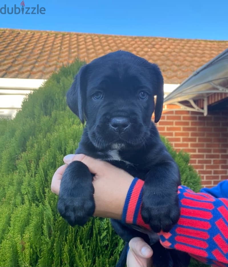 Whatsapp me +96555207281 Cane Corso puppies for sale 1