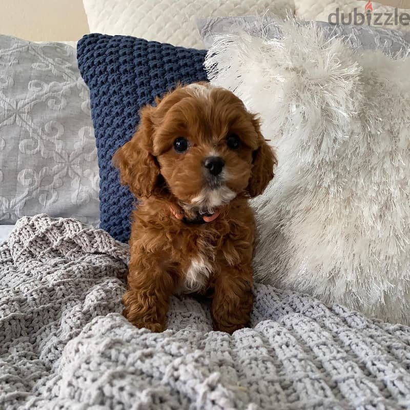 Whatsapp me +96555207281 Cavapoo  puppies for sale 0