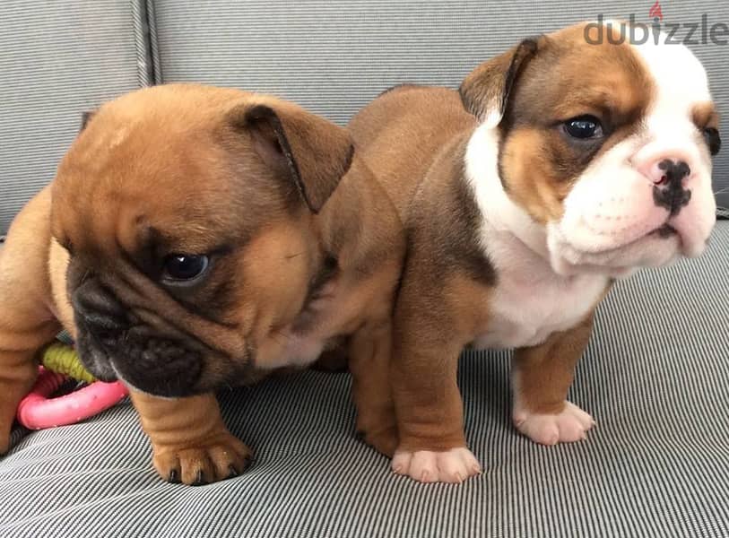 Whatsapp me +96555207281 English bulldog  puppies for sale 0