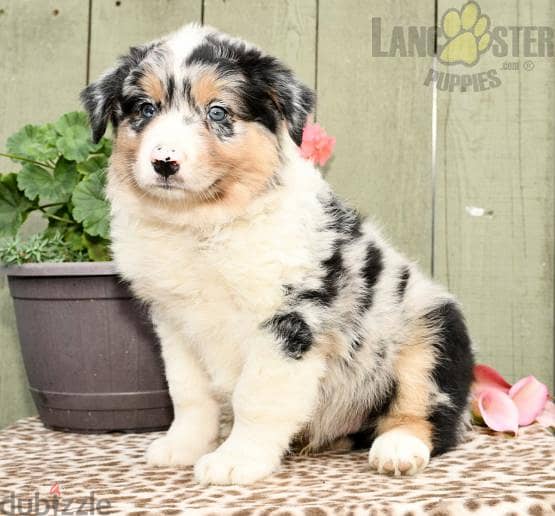 Whatsapp me +96555207281 Australian Shepherd  puppies for sale 1