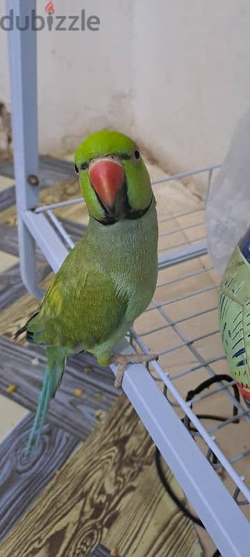 ringneck parrot 2