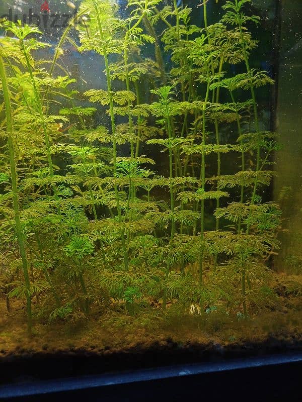 aquarium plants 0