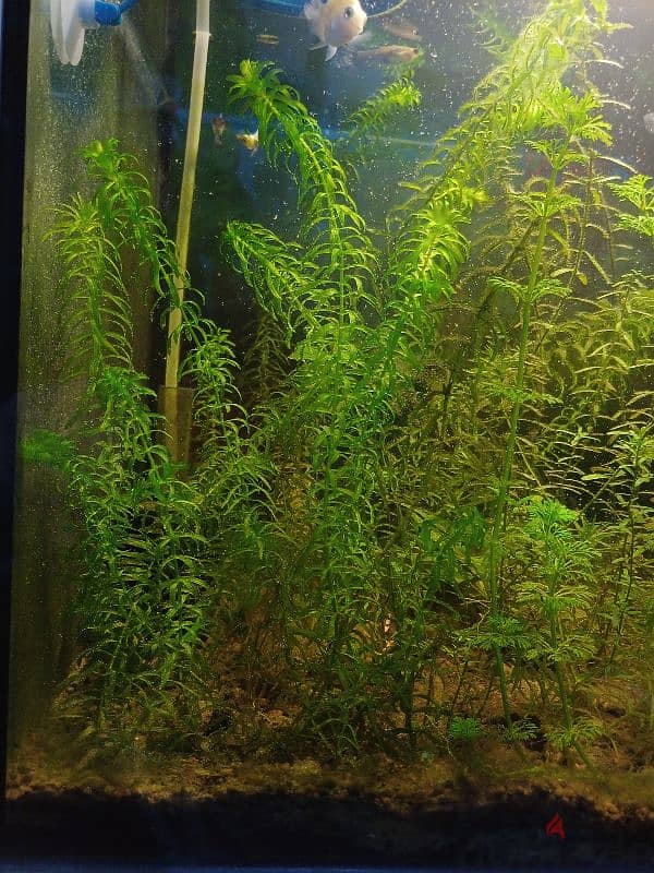 aquarium plants 1