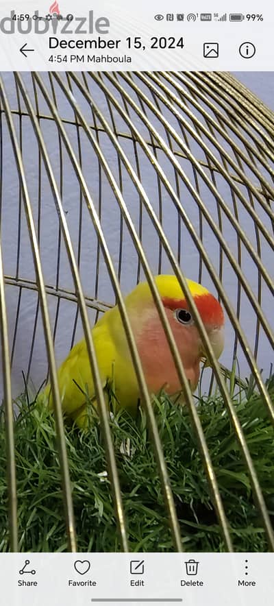 One female rosy face parrot with cage for sell