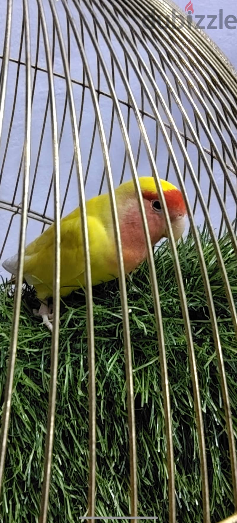 One female rosy face parrot for sell 1