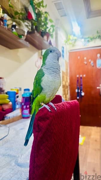 65987125 quaker parrot 0