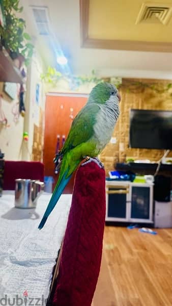 65987125 quaker parrot 2