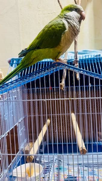 65987125 quaker parrot 3