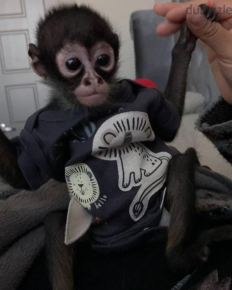 spider monkeys for sale 0