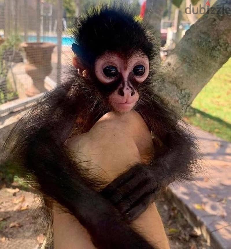 spider monkeys for sale 1