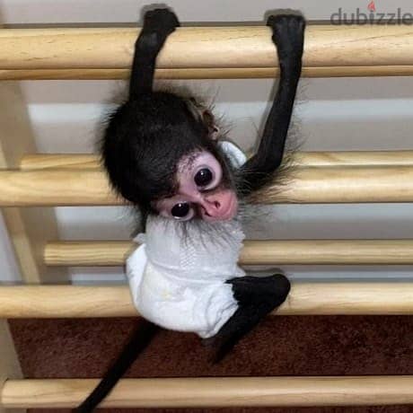 spider monkeys for sale 3