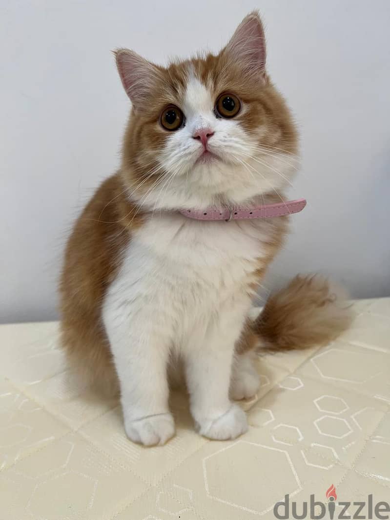 Persian . 8months sterilized, vaccinated 2