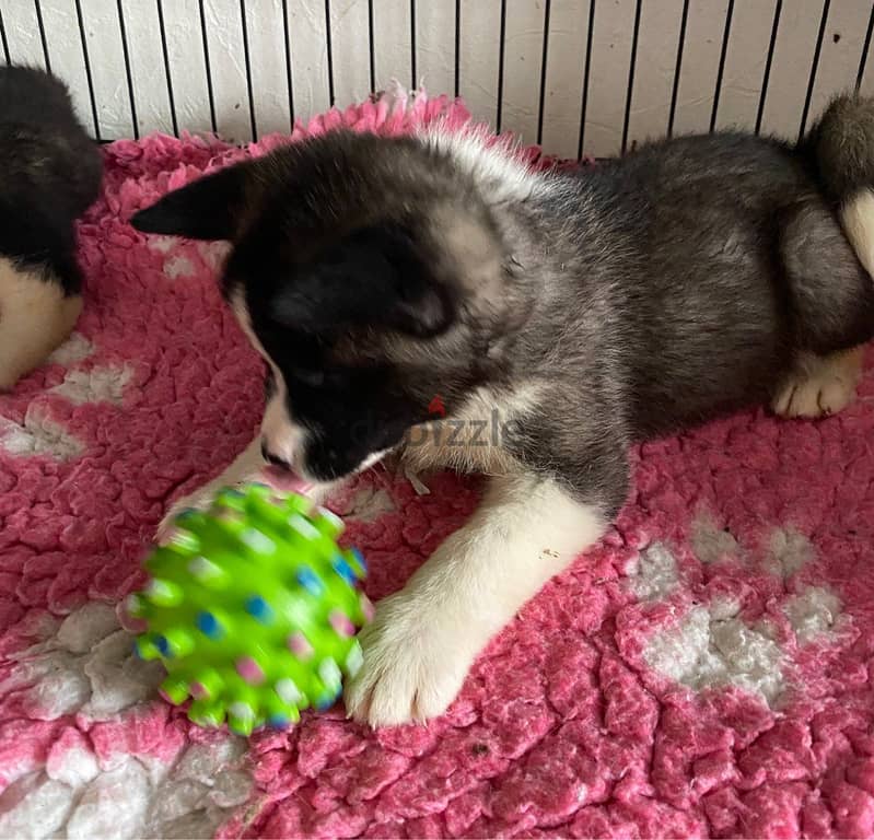 Whatsapp me +96555207281 Akita puppies for sale 0