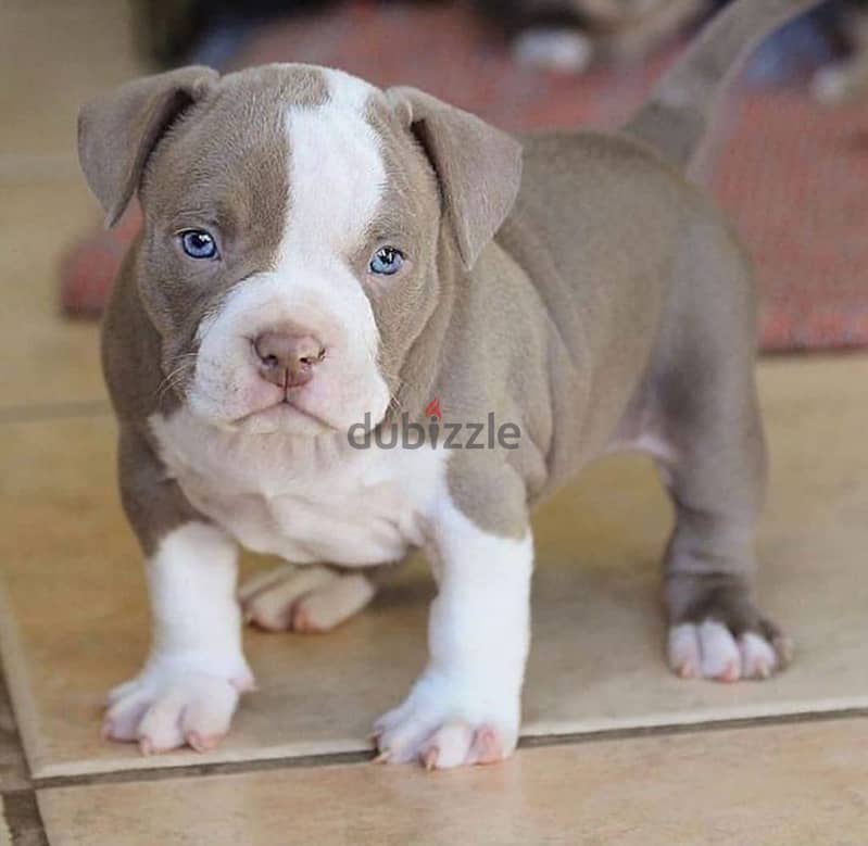 Whatsapp me +96555207281 American pitbull  puppies for sale 1