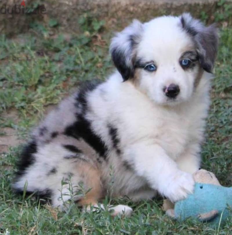 Whatsapp me +96555207281 australian shepherd puppies for sale 1