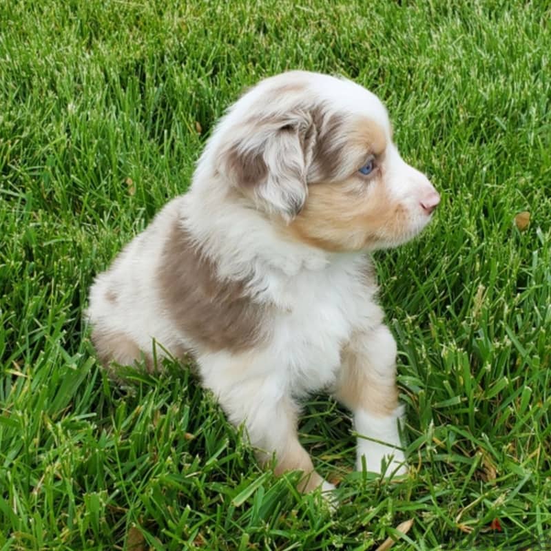 Whatsapp me +96555207281 australian shepherd puppies for sale 2