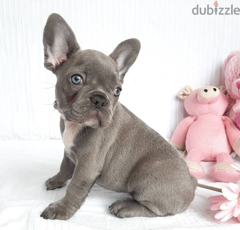 Whatsapp me +96555207281 French Bulldog  puppies for sale 1