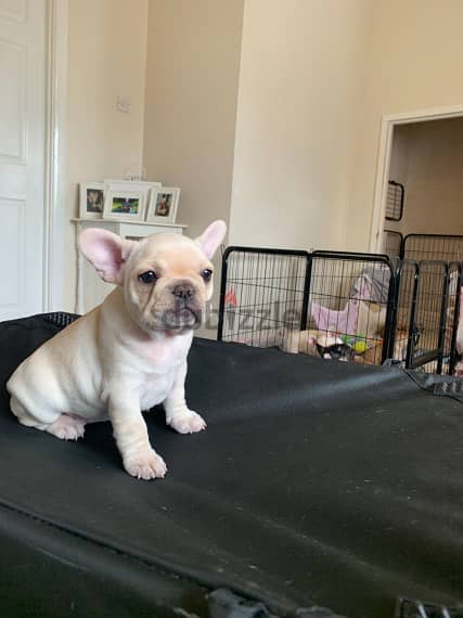 Whatsapp me +96555207281 French Bulldog  puppies for sale 2