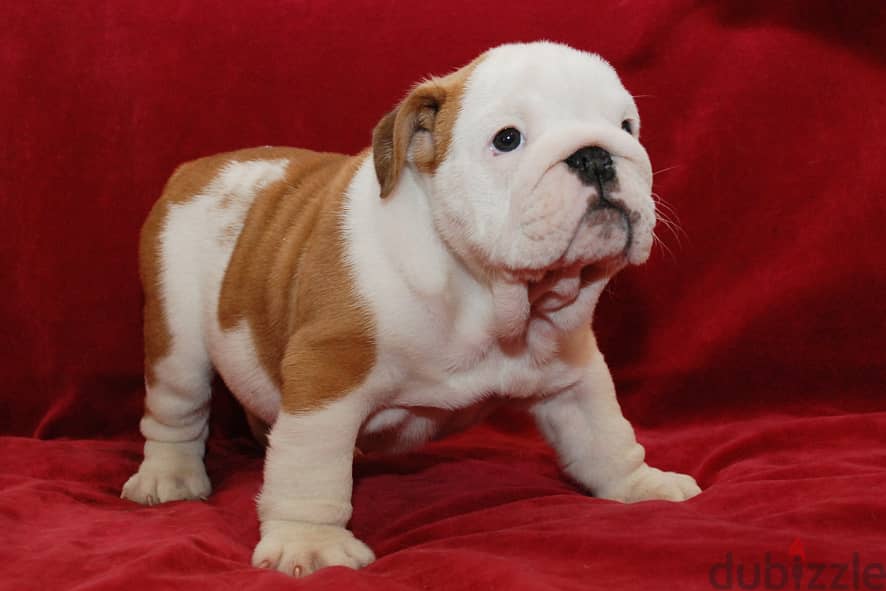 Whatsapp me +96555207281 English bulldog puppies for sale 0