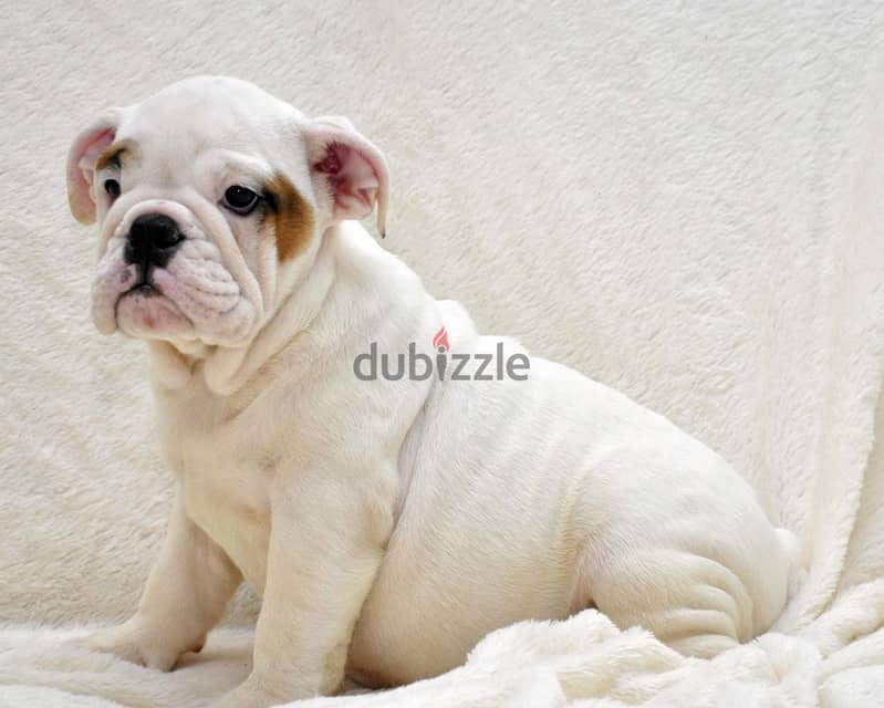 Whatsapp me +96555207281 English bulldog puppies for sale 1