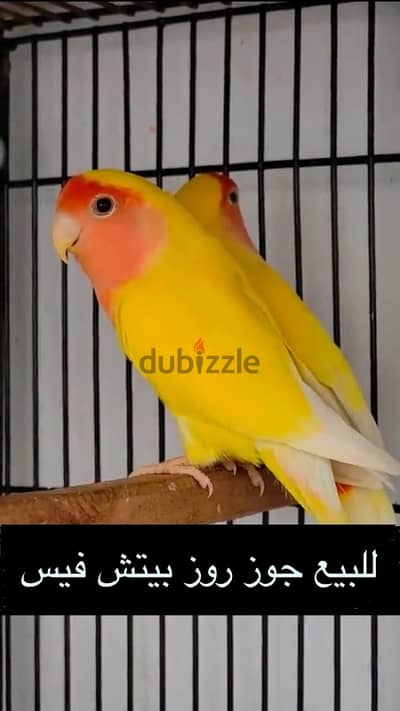 African peach face parrot come with  cage from petzone