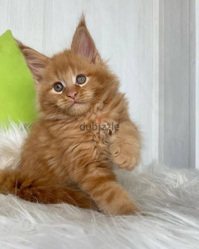 Adorable Mainecoon Cats For Adoption 1